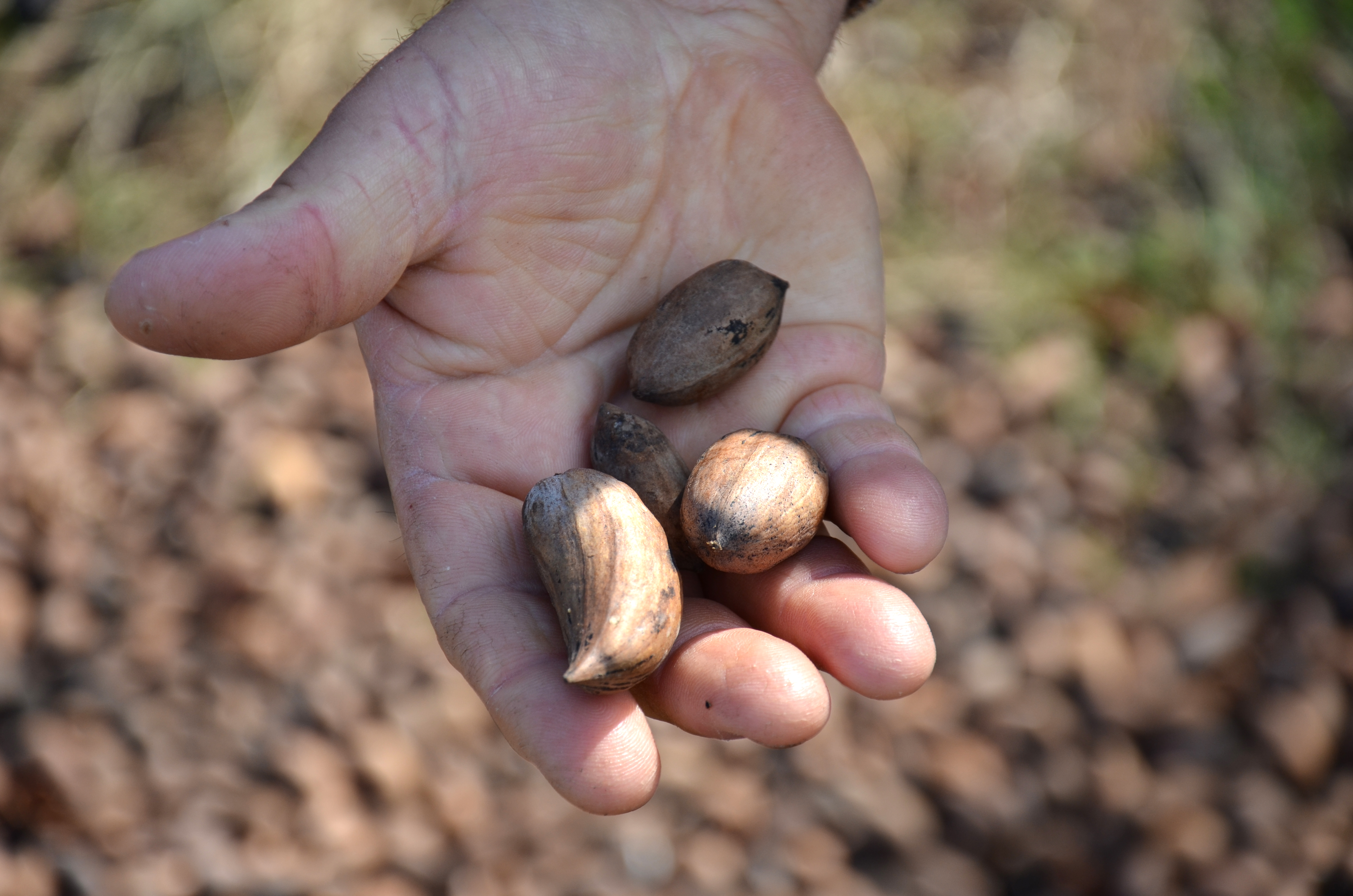 Louisiana pecan crop coming up short 